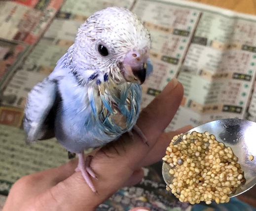 インコを飼うなら雛がおすすめ　必要なものは？お世話は大変？
