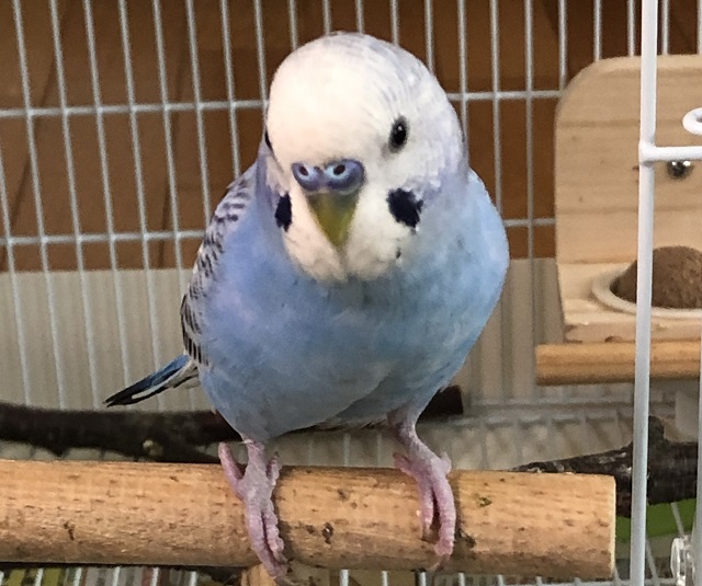 セキセイインコの１日～お世話の流れ