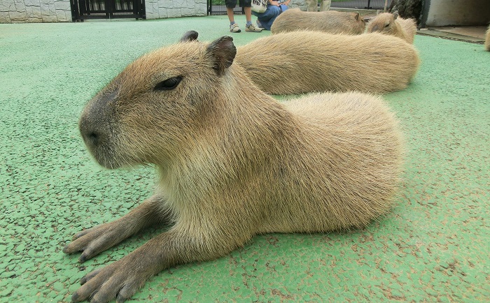 伊豆シャボテン公園　雨の日に小学生と一緒に楽しんできました