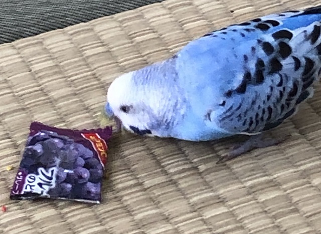 飴の袋でセキセイインコのフォージング