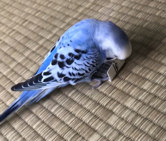 はし袋を使ってセキセイインコのフォージング