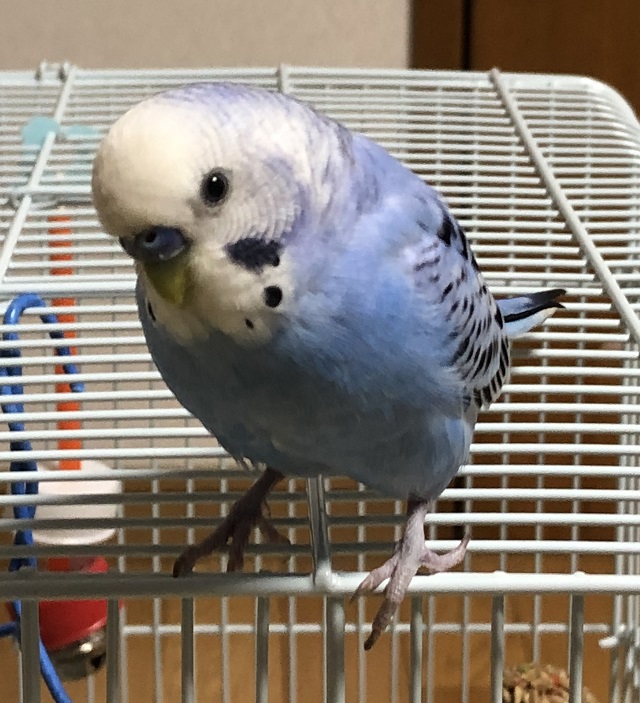 インコのケージの大掃除　必要な道具は何？掃除中はどこにいる？