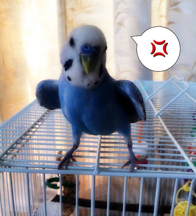 セキセイインコの発情期の行動と注意点　我が家での対応