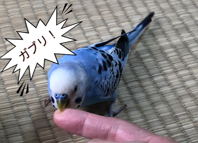 インコの噛む理由と噛み癖の直し方　絶対にやってはいけないこと