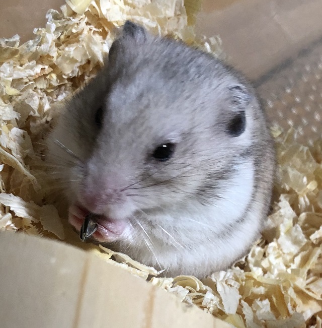 ゴールデンハムスター