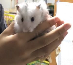 ゴールデンハムスターを抱っこする子供の手