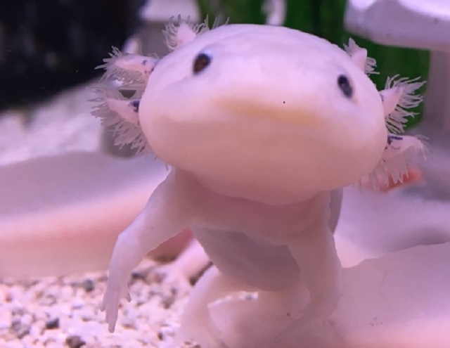 ウーパールーパー