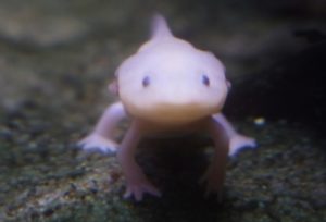 ウーパールーパー