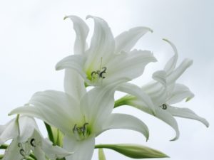白い花