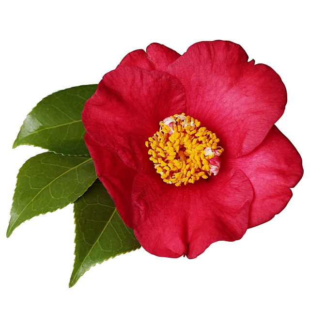 つばきの花