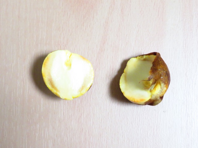 半分に割れたアボカドの種