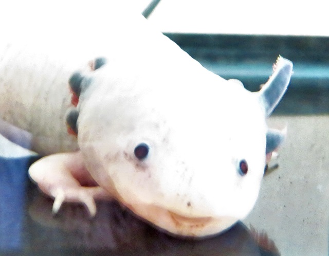 ウーパールーパーの顔